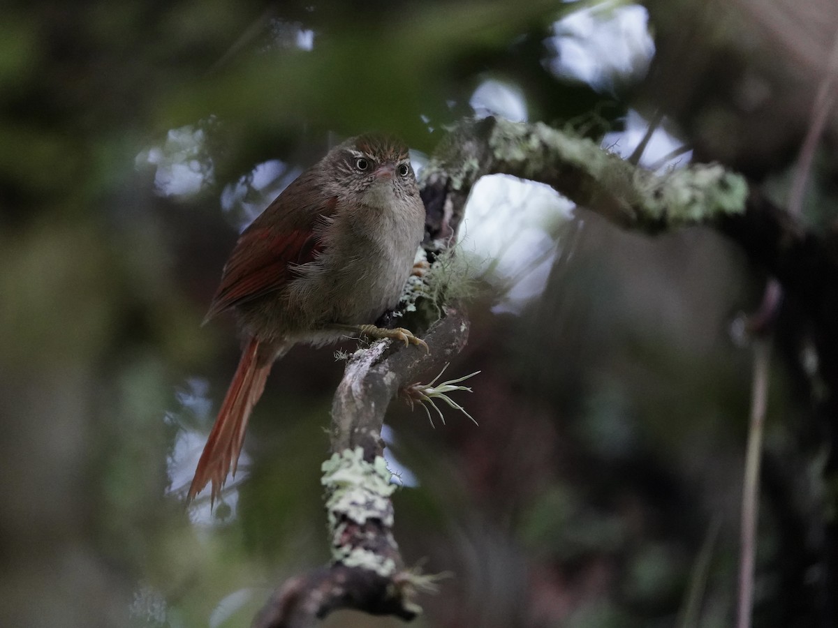 Streak-capped Spinetail - Carlos Ulate