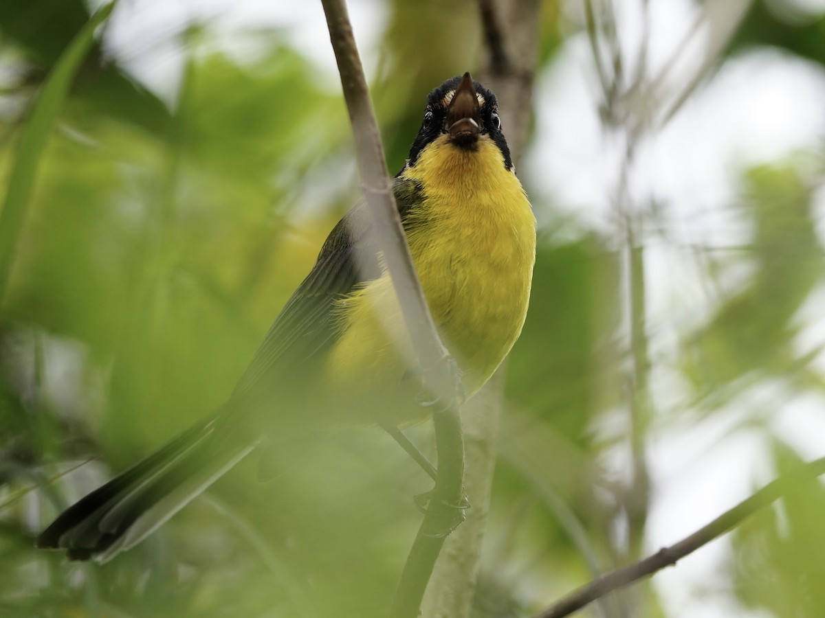 Yellow-crowned Redstart - ML624774990