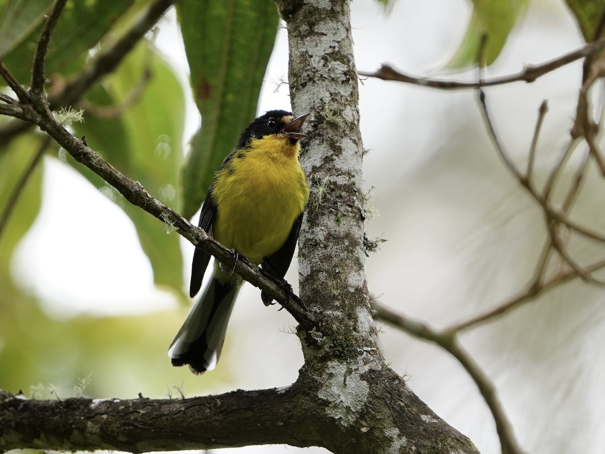 Yellow-crowned Redstart - ML624774991