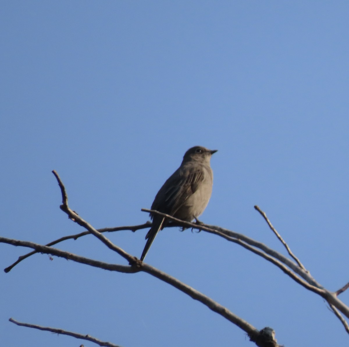 Townsend's Solitaire - ML624775186