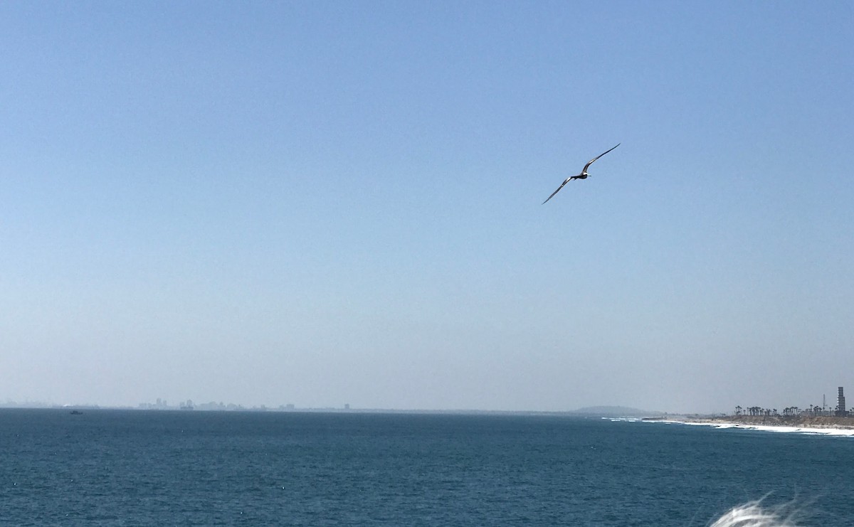 Magnificent Frigatebird - ML62477521