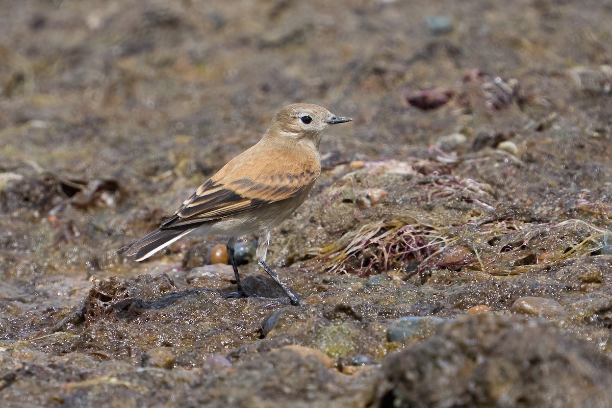 patagonianegrito - ML624775499