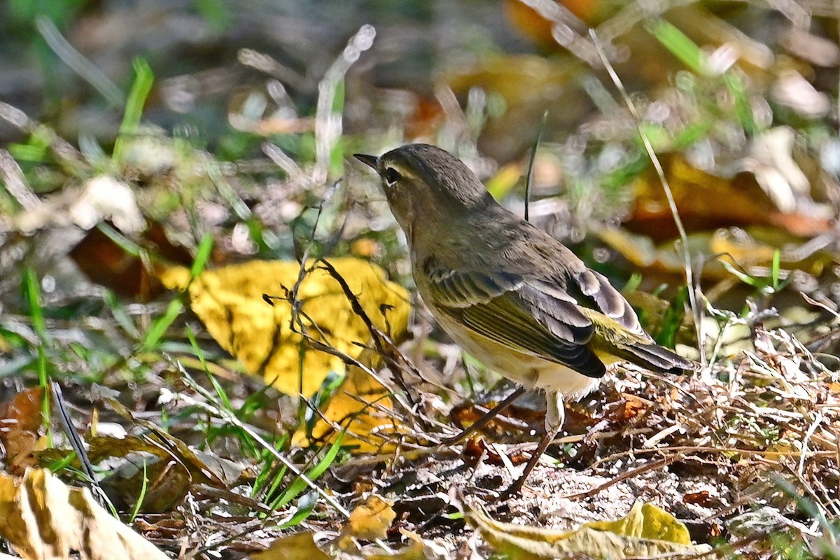 Palm Warbler - ML624775600
