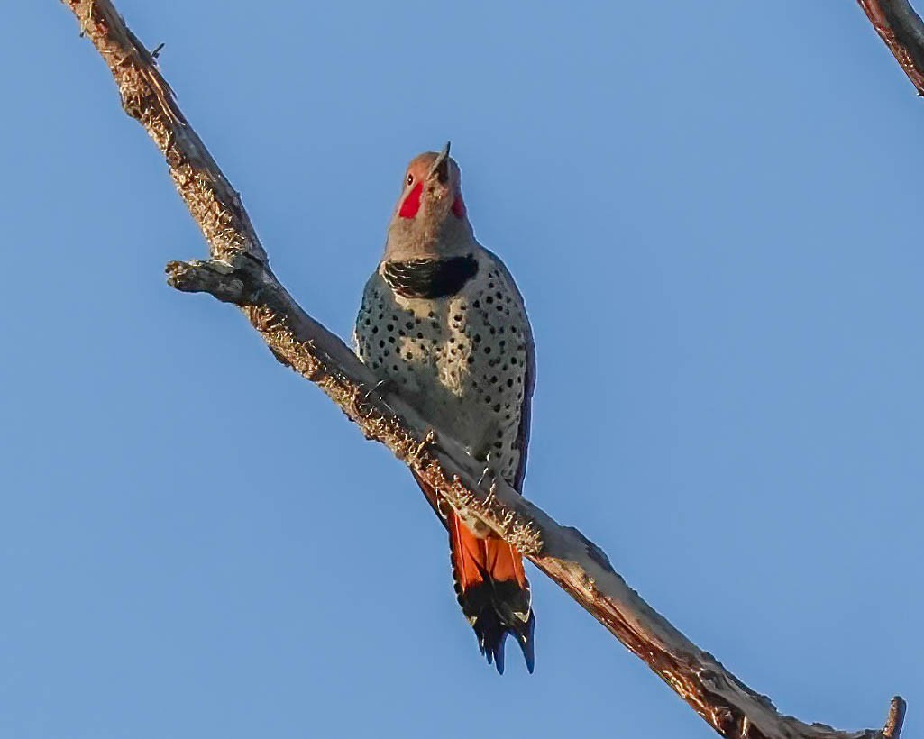 Northern Flicker (Red-shafted) - ML624775706