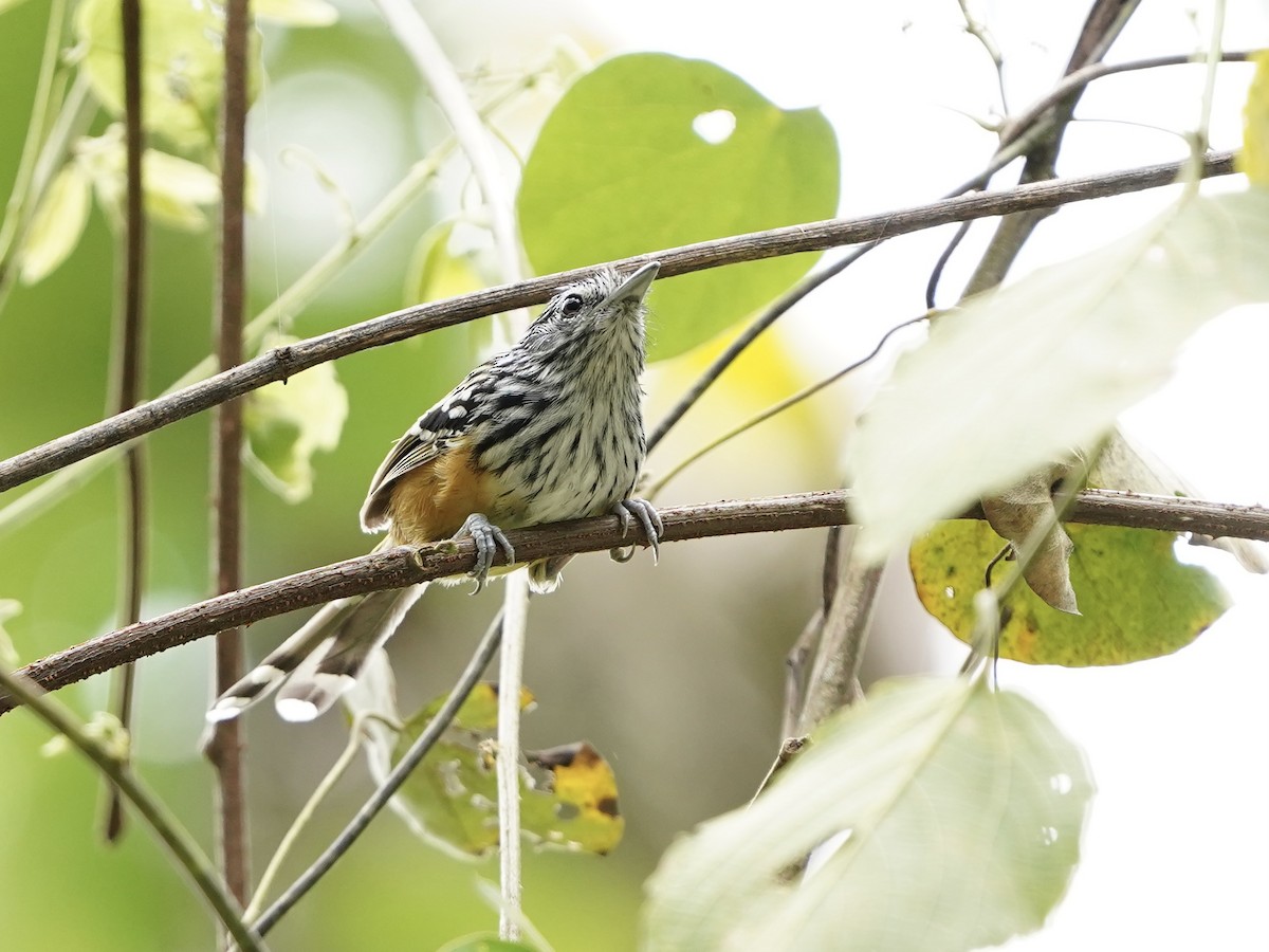 Santa Marta Antbird - ML624775813