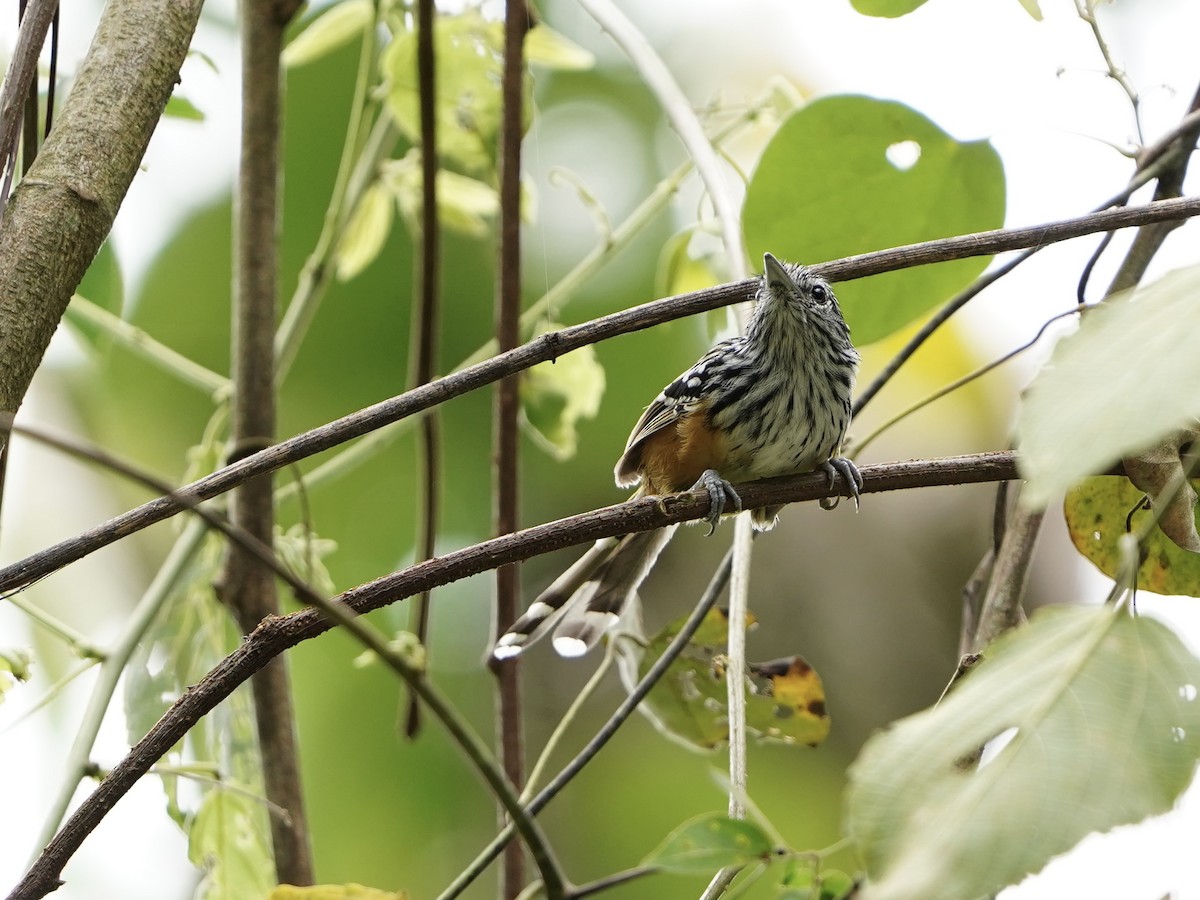 Santa Marta Antbird - ML624775814