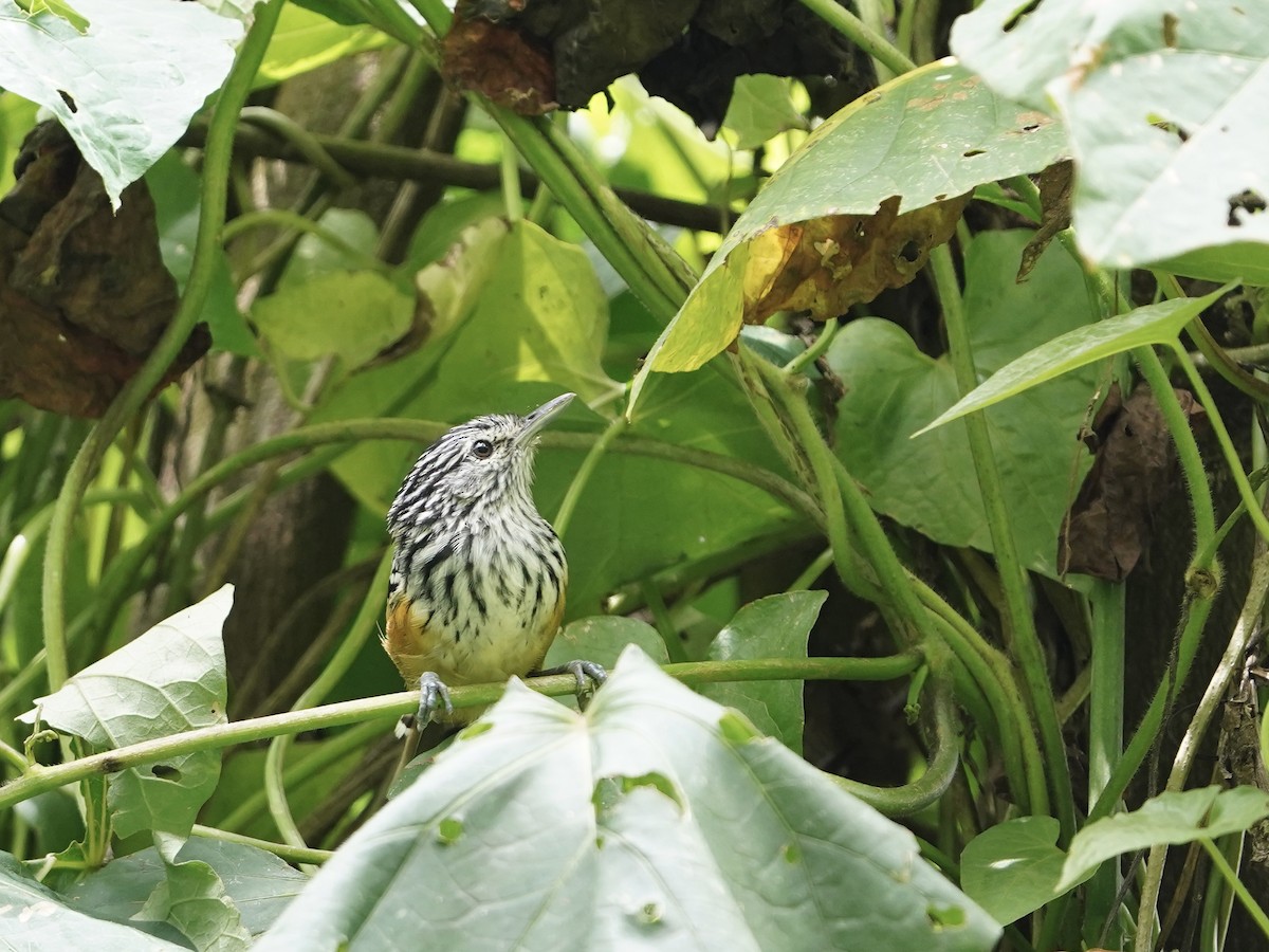 Santa Marta Antbird - ML624775815