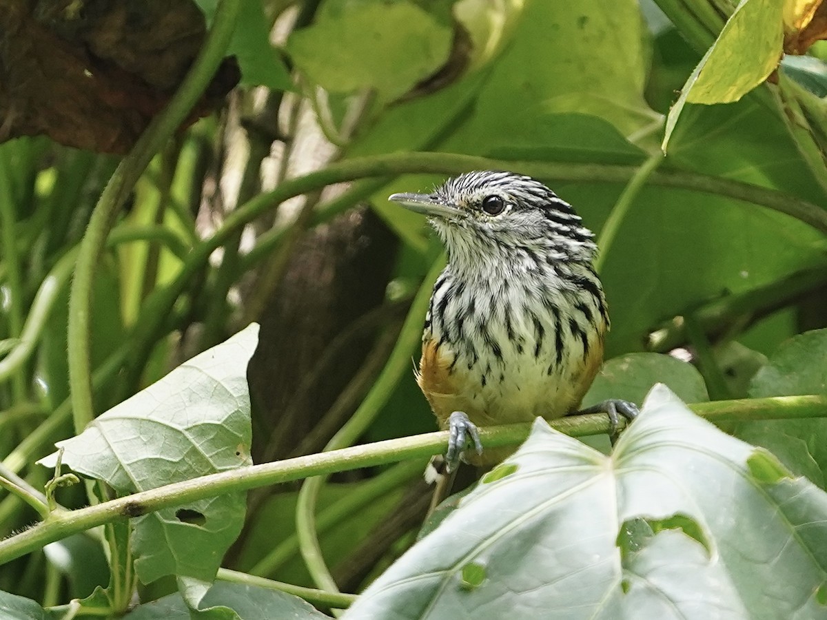 Santa Marta Antbird - ML624775816