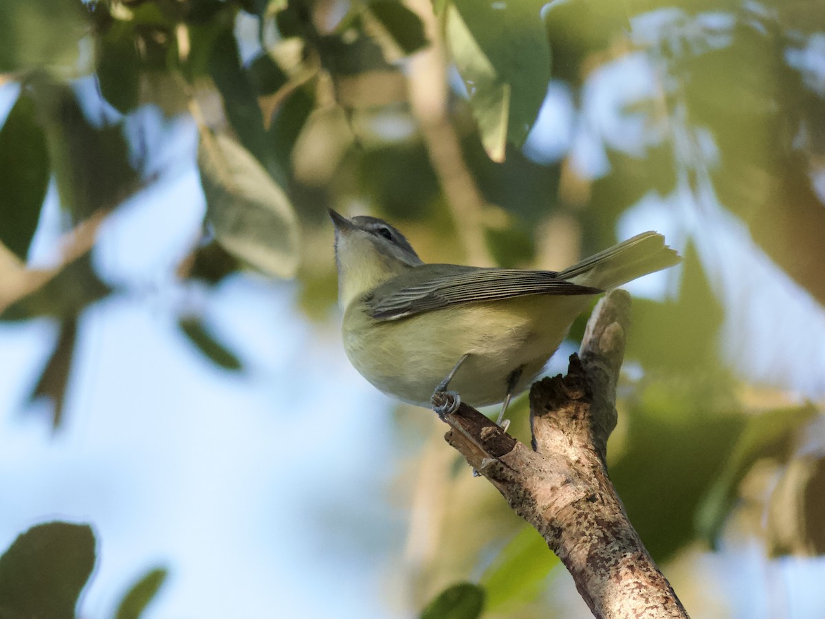 eBird Checklist - 8 Oct 2024 - Halibut Point SP - 51 species (+2 other ...