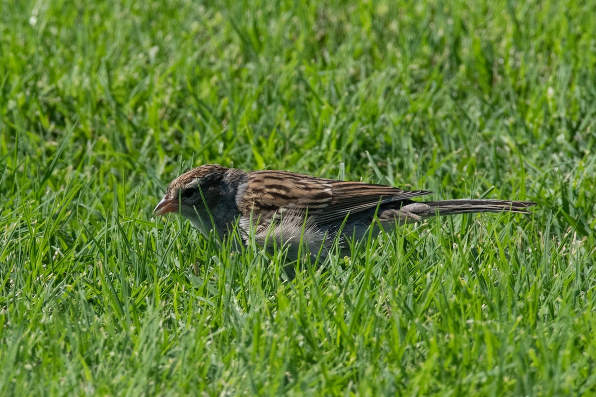 Chipping Sparrow - ML624775922