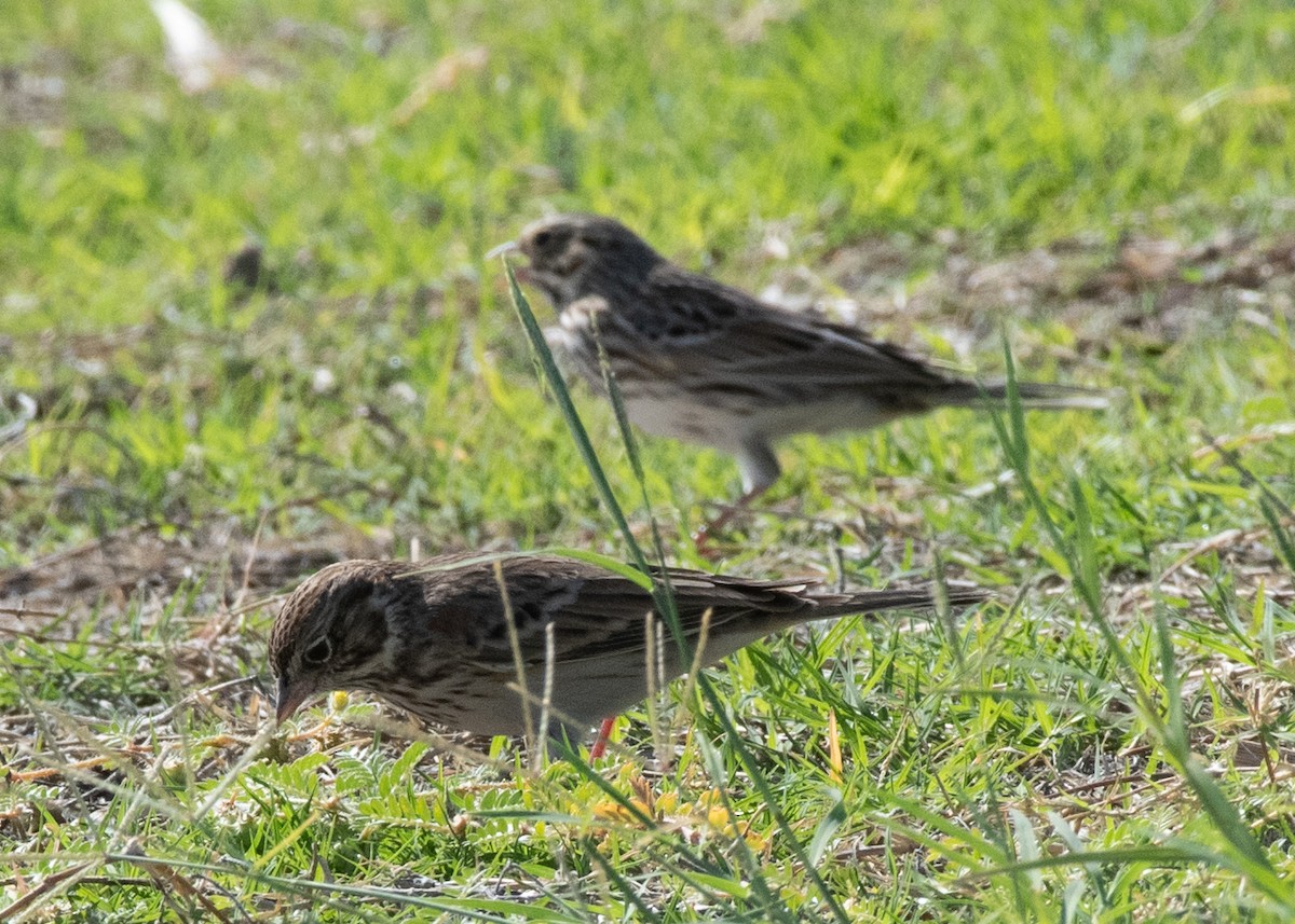 Vesper Sparrow - ML624776000