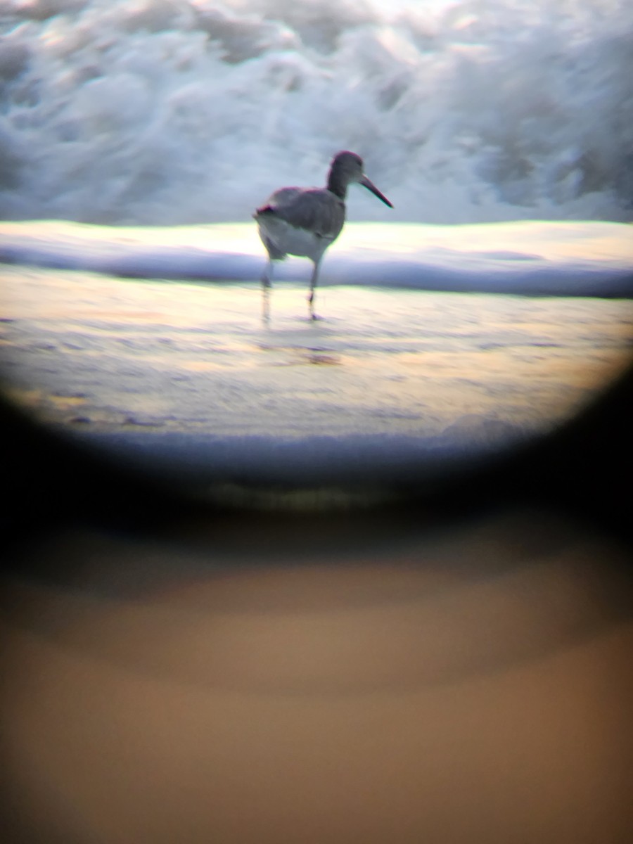 Willet - ML624776003