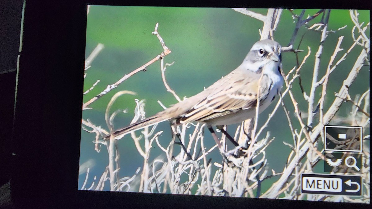 Bell's Sparrow - ML624776176