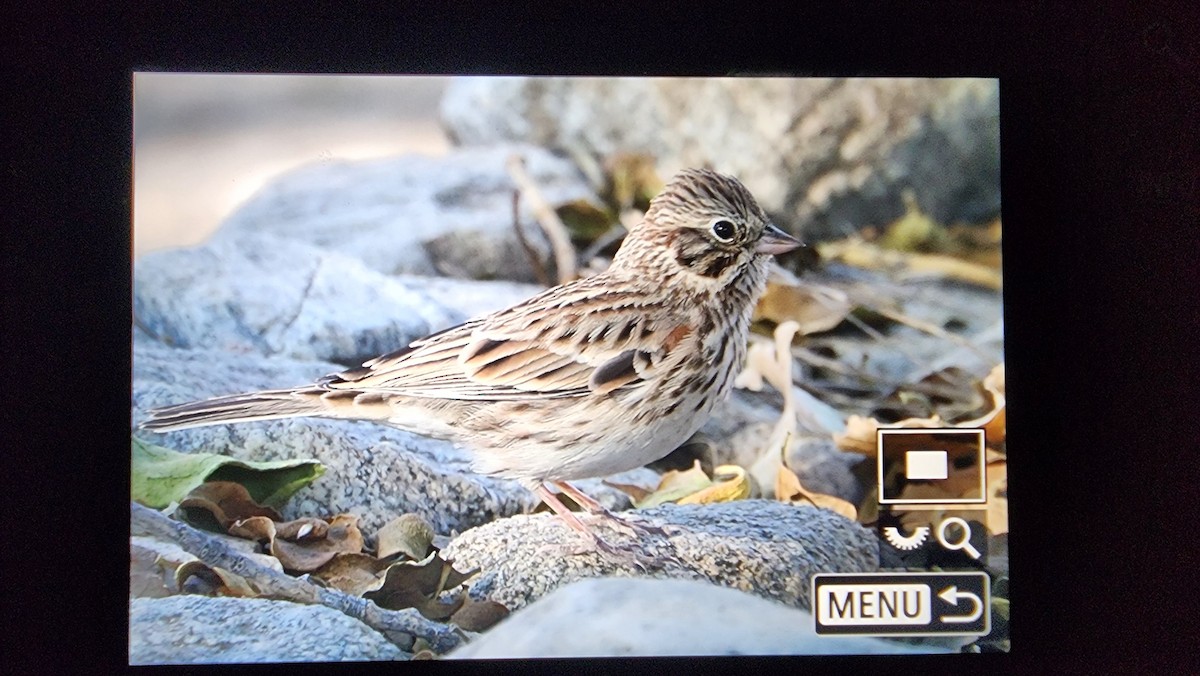 Vesper Sparrow - ML624776263