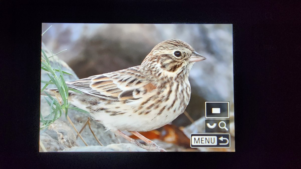 Vesper Sparrow - ML624776264