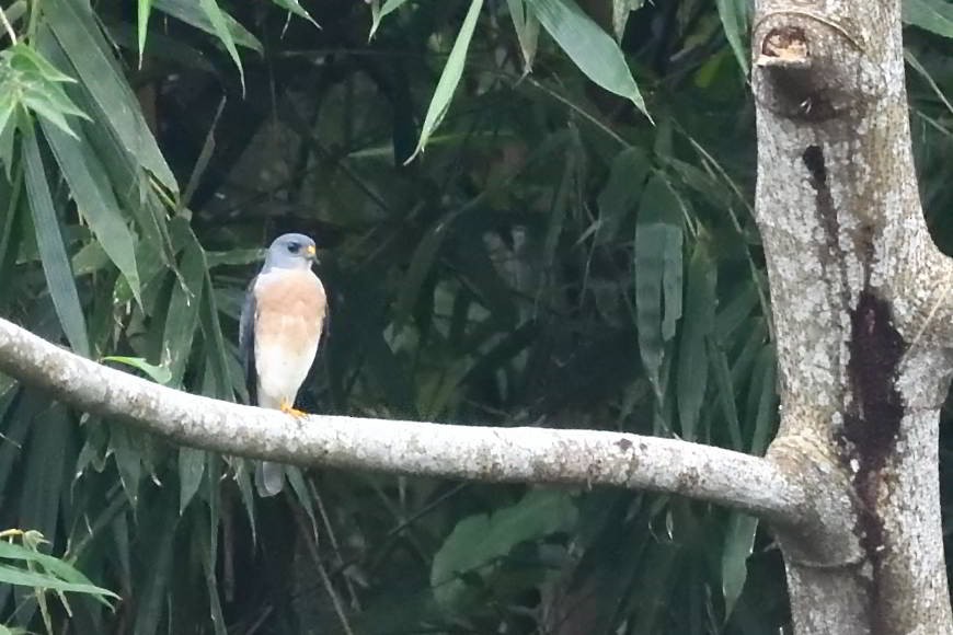 Chinese Sparrowhawk - ML624777002