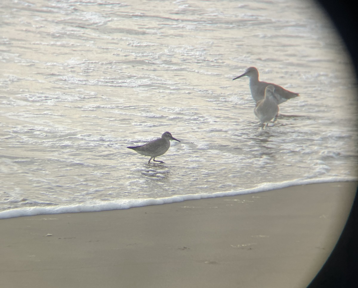 Piovanello maggiore - ML624777167