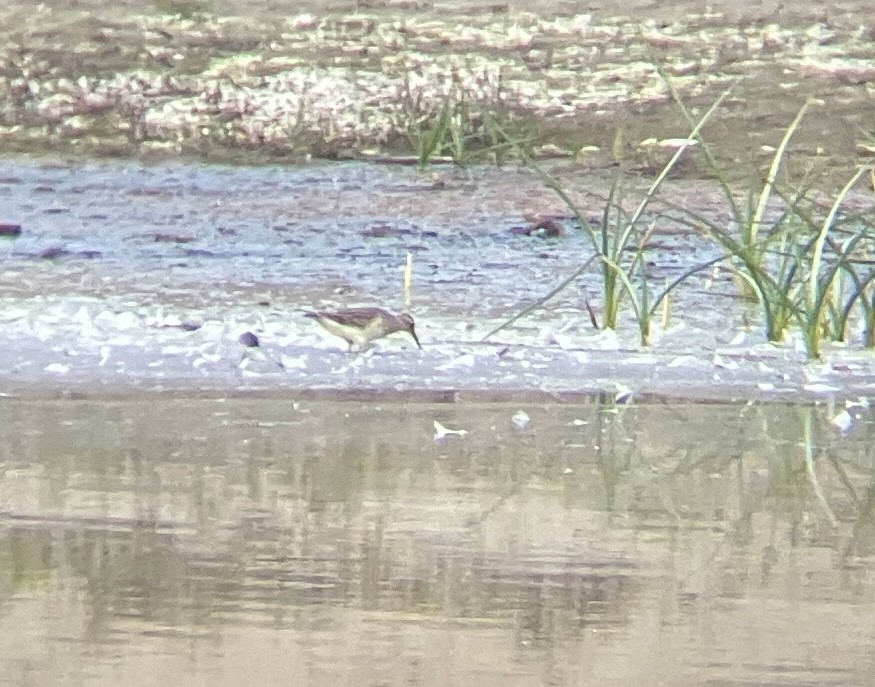 Piovanello pettorale - ML624777170