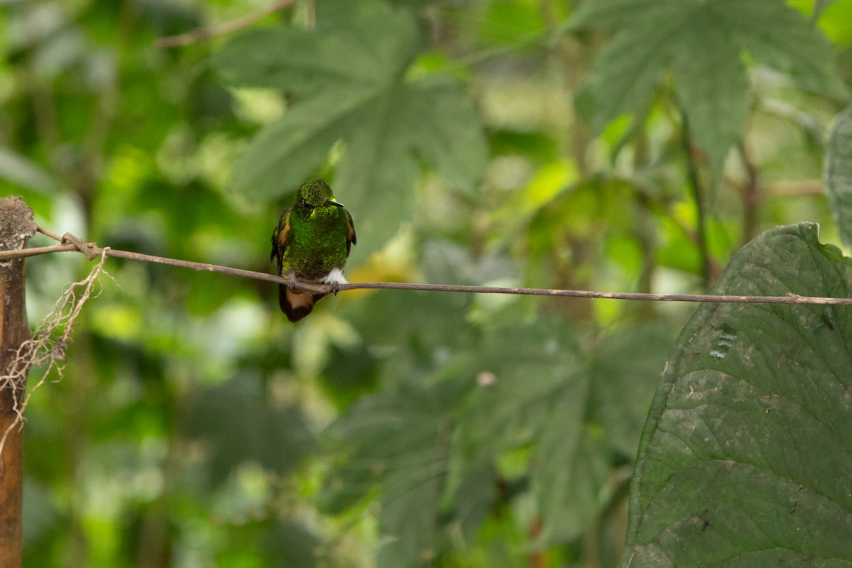 Buff-tailed Coronet - ML624777242