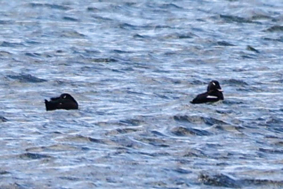 White-winged Scoter - ML624777243