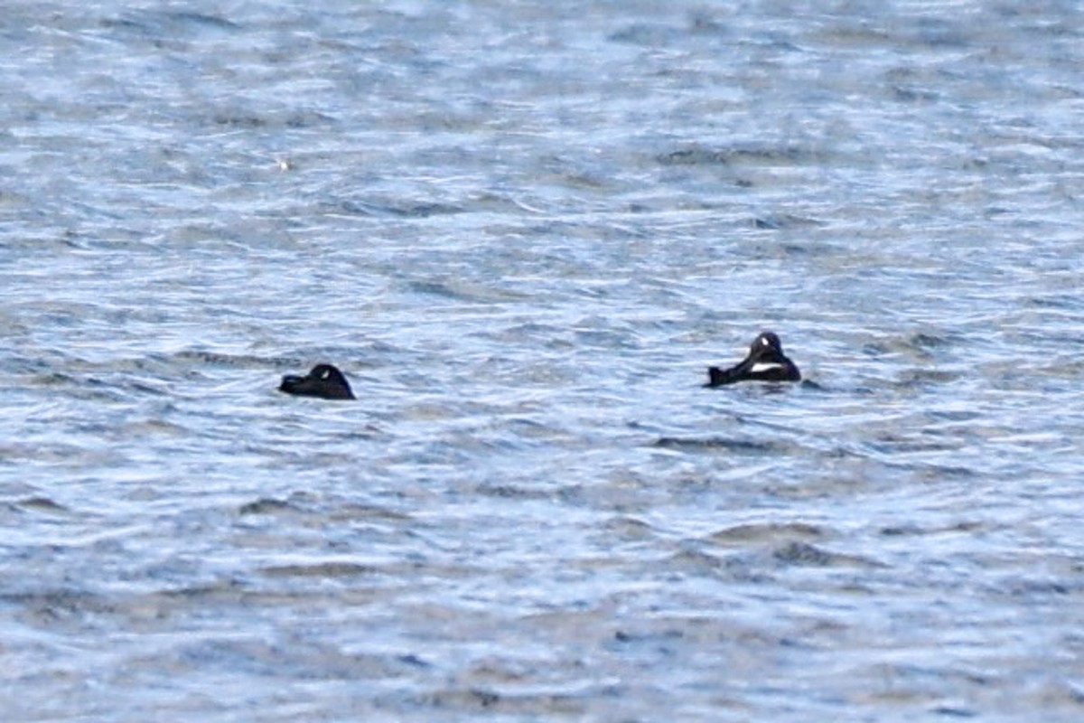 White-winged Scoter - ML624777255