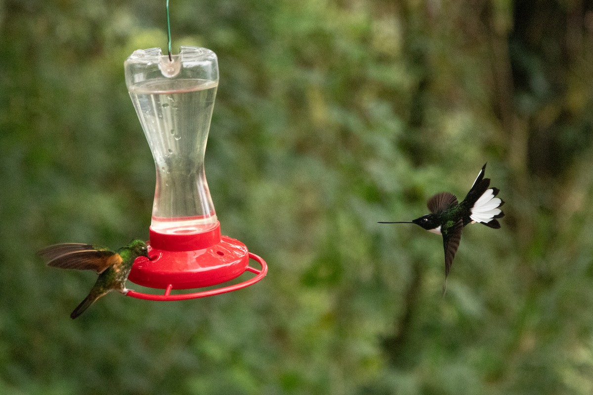 Collared Inca - ML624777293