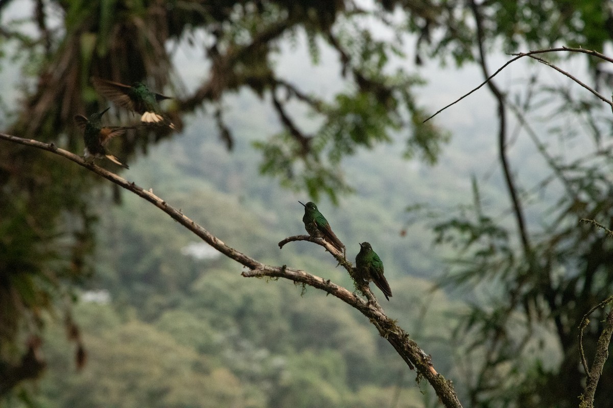 Buff-tailed Coronet - ML624777379