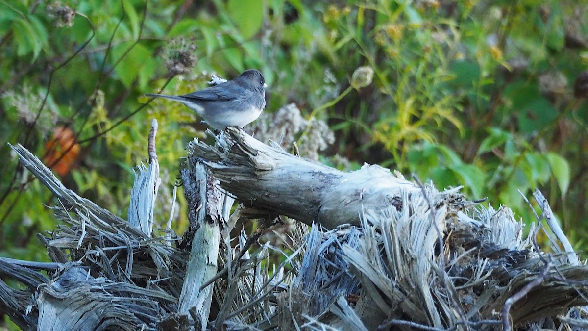 Dark-eyed Junco - Ken MacDonald