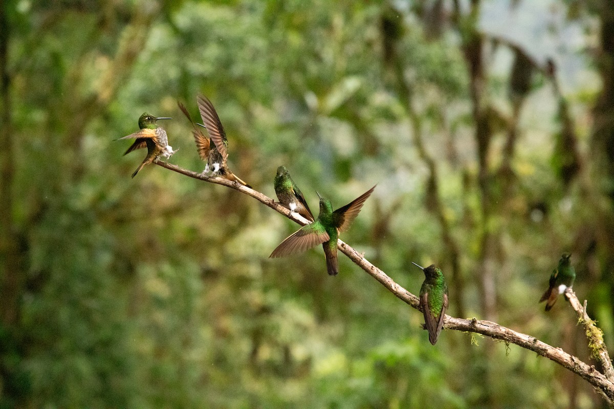 Buff-tailed Coronet - ML624777390