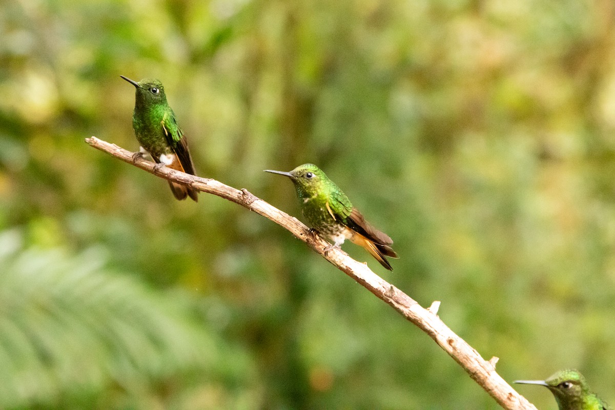Buff-tailed Coronet - ML624777406