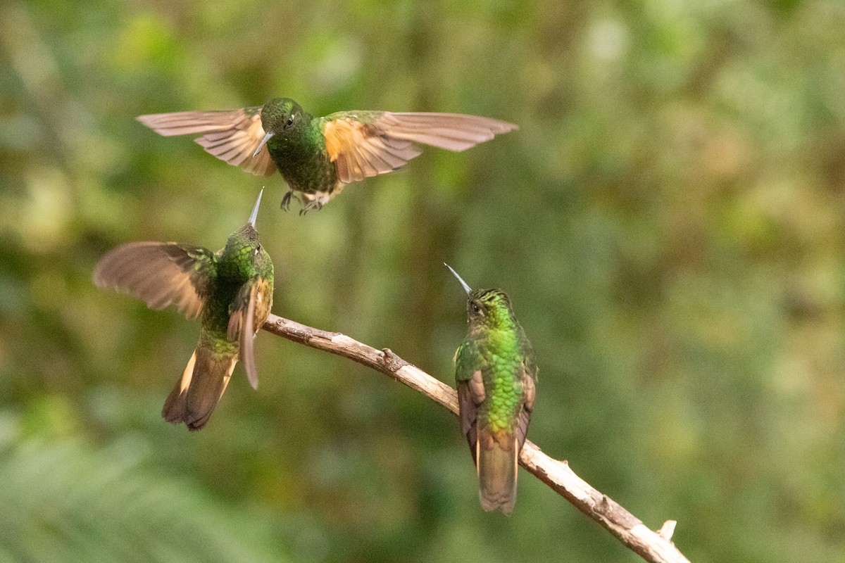 Buff-tailed Coronet - ML624777407