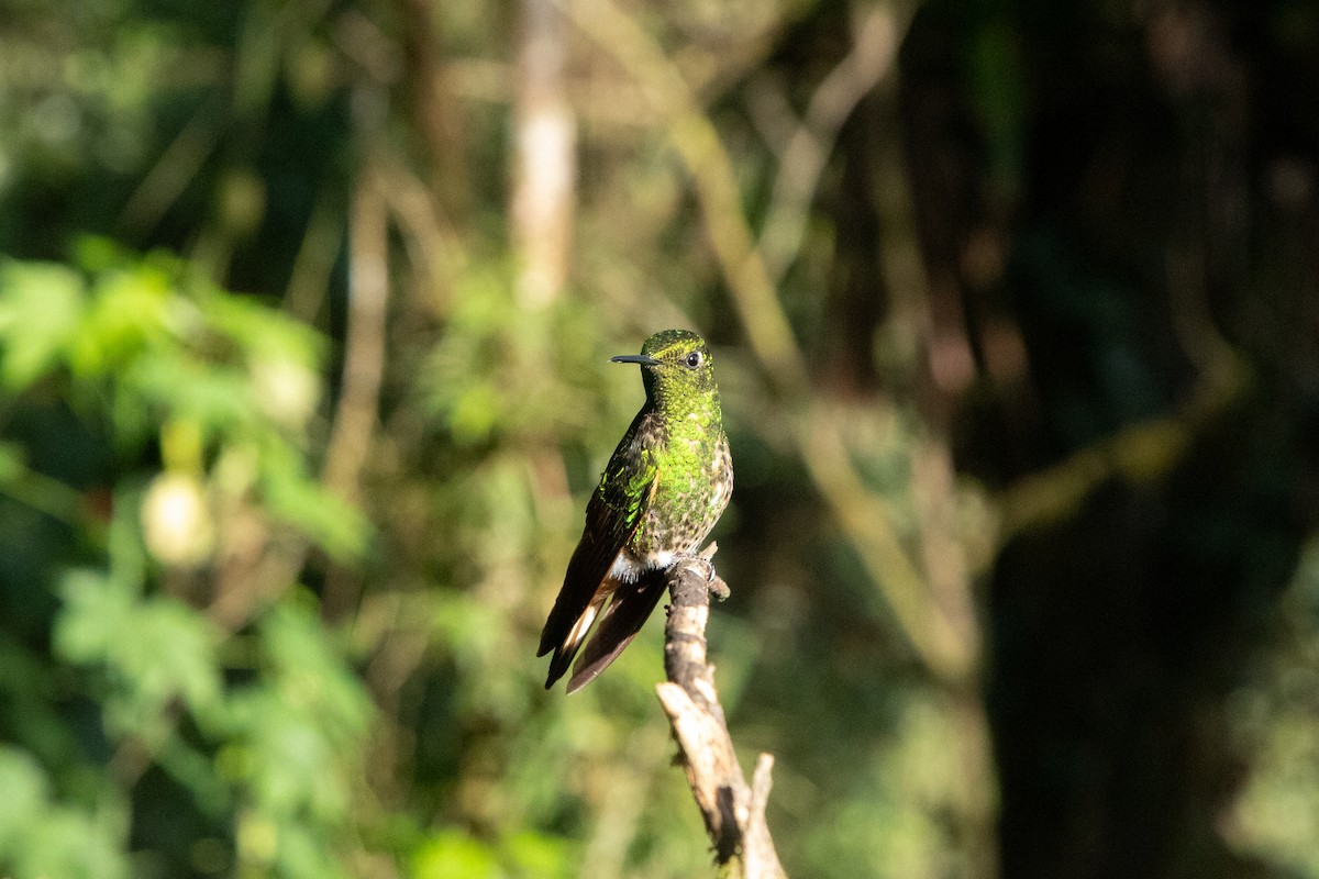 Buff-tailed Coronet - ML624777441