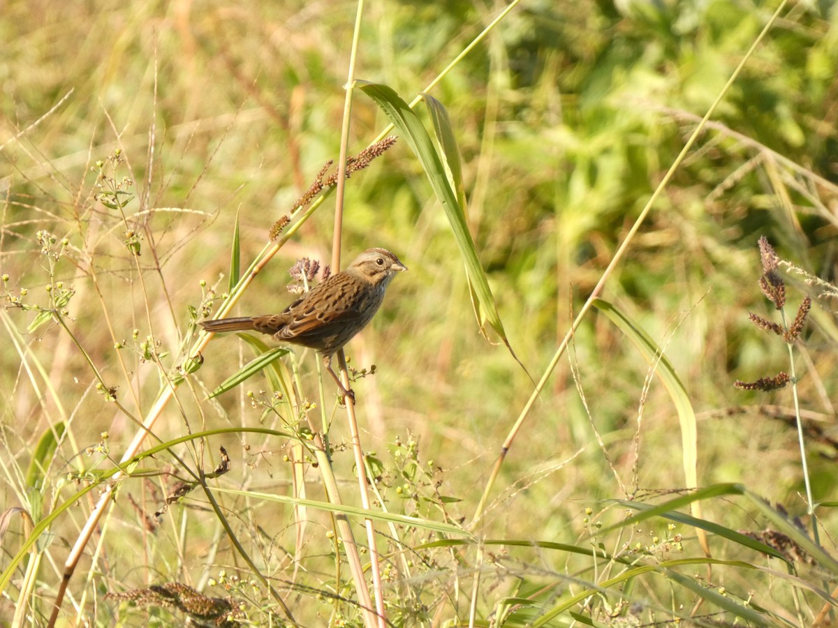 Lincoln's Sparrow - ML624777537