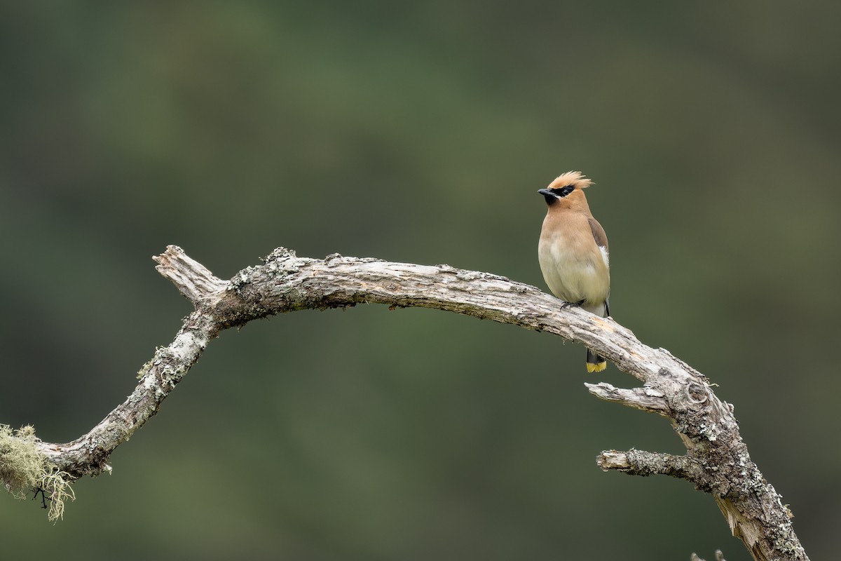 Cedar Waxwing - Ruslan Balagansky