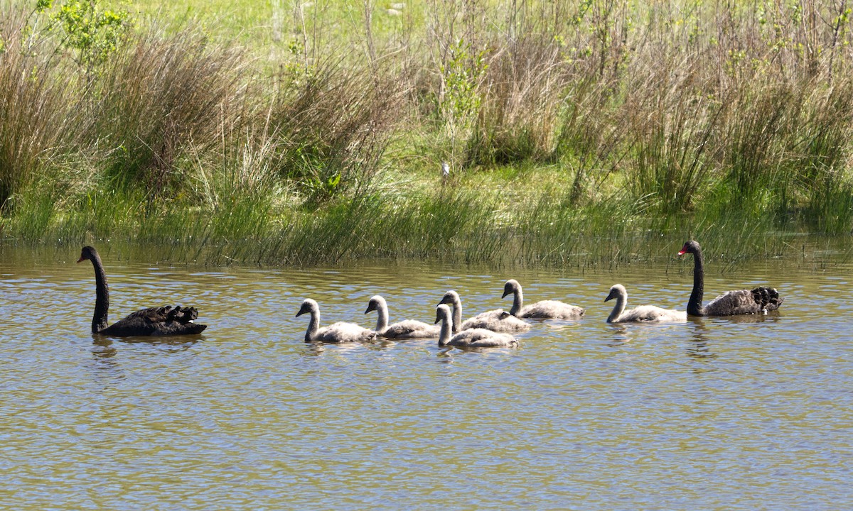 Black Swan - ML624777846