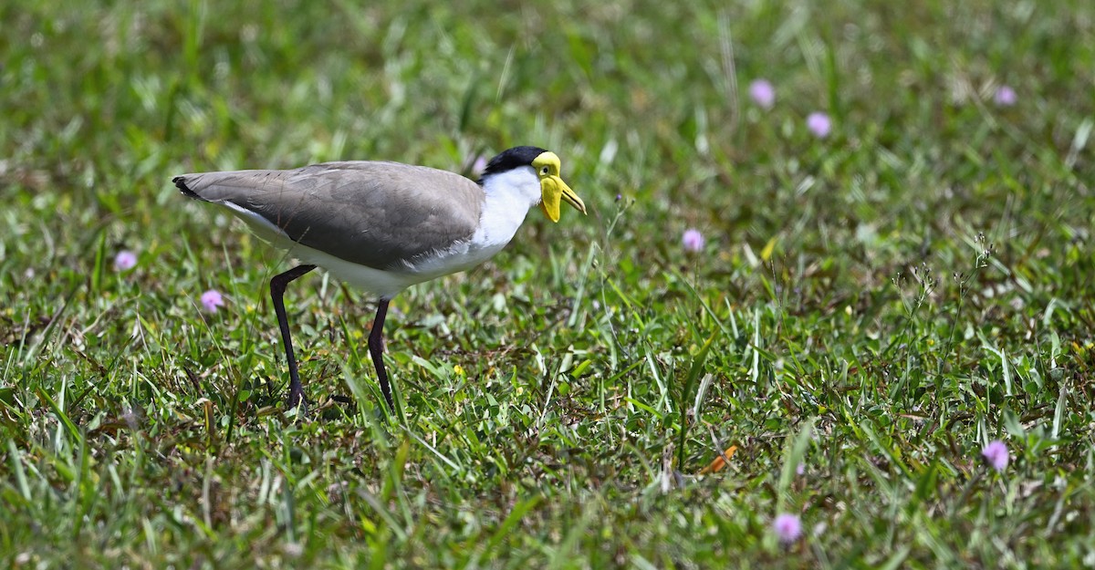 Masked Lapwing - ML624777857