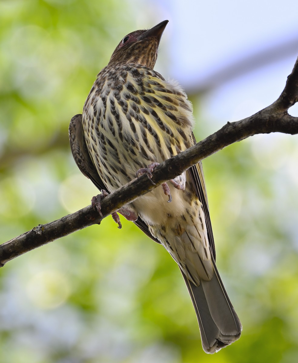 Australasian Figbird - ML624777886