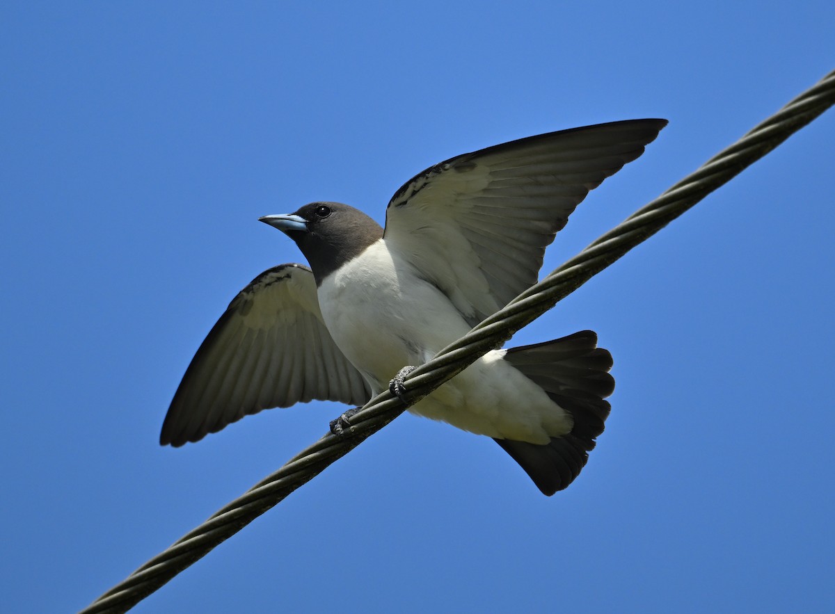 White-breasted Woodswallow - ML624777887