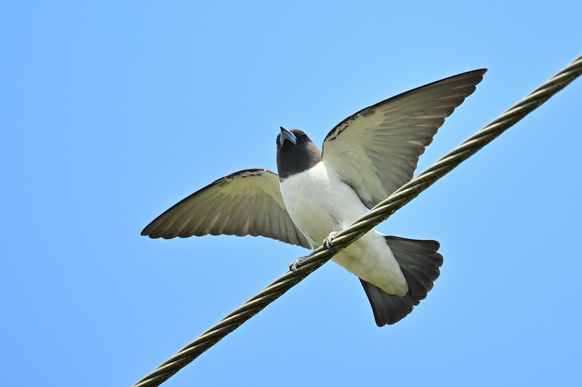 White-breasted Woodswallow - ML624777888
