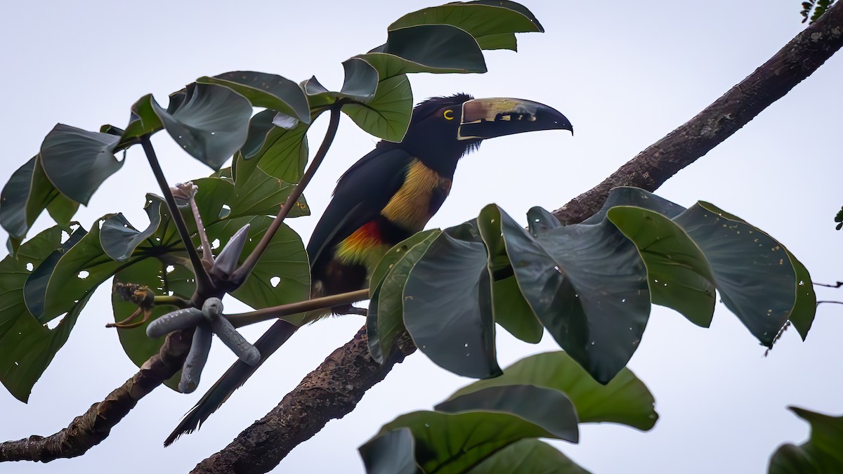 Collared Aracari - ML624778212