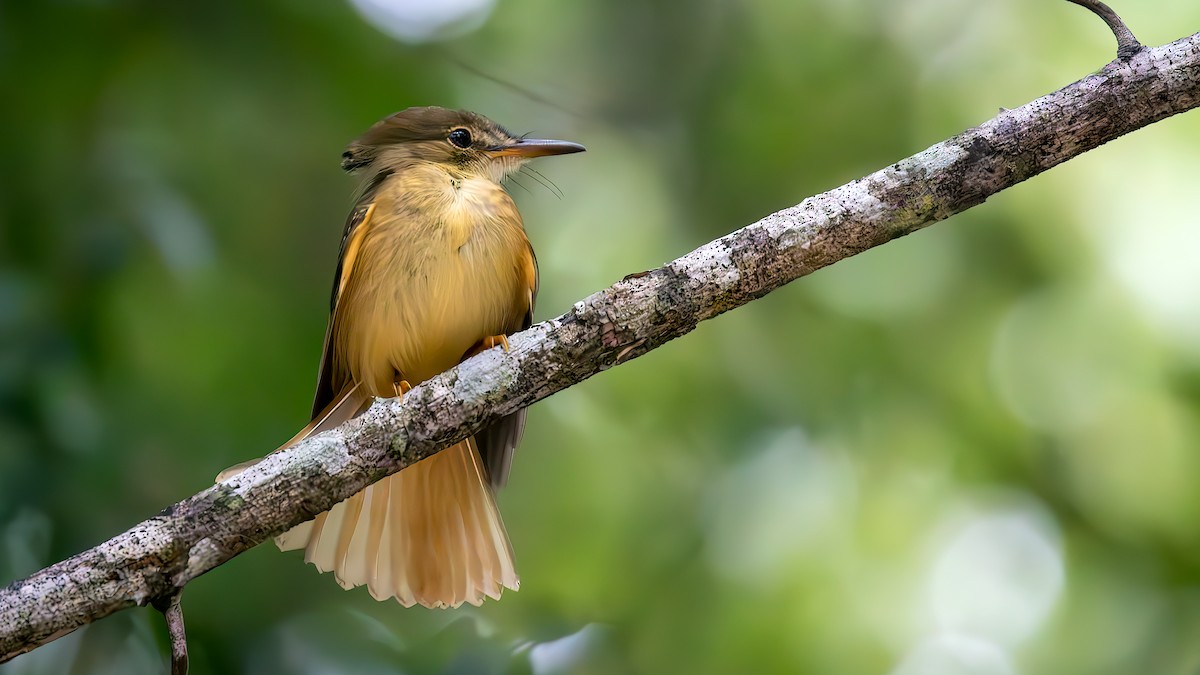 Tropical Royal Flycatcher - ML624778218