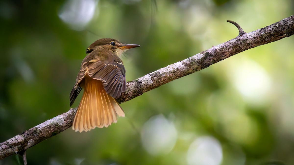 Tropical Royal Flycatcher - ML624778219