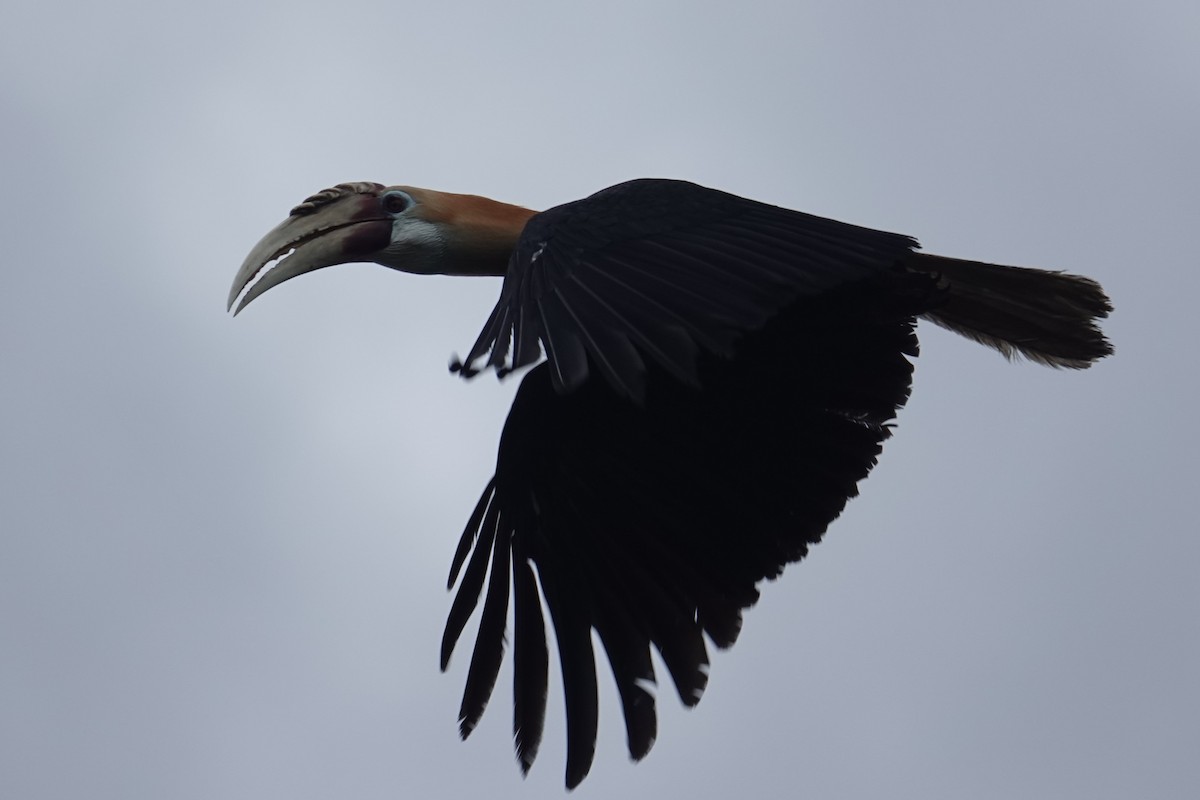 Blyth's Hornbill - ML624778386