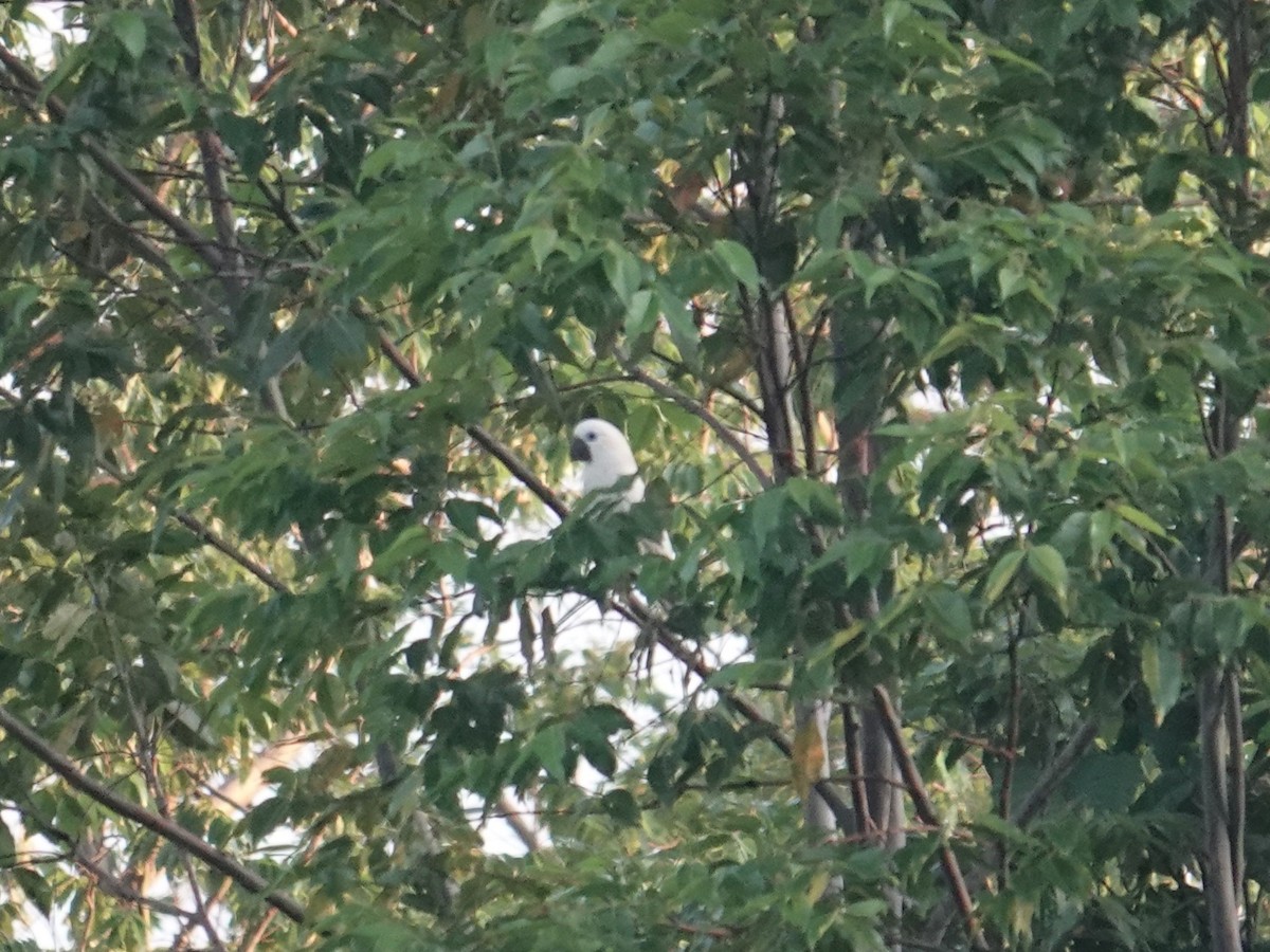 Blue-eyed Cockatoo - ML624778392