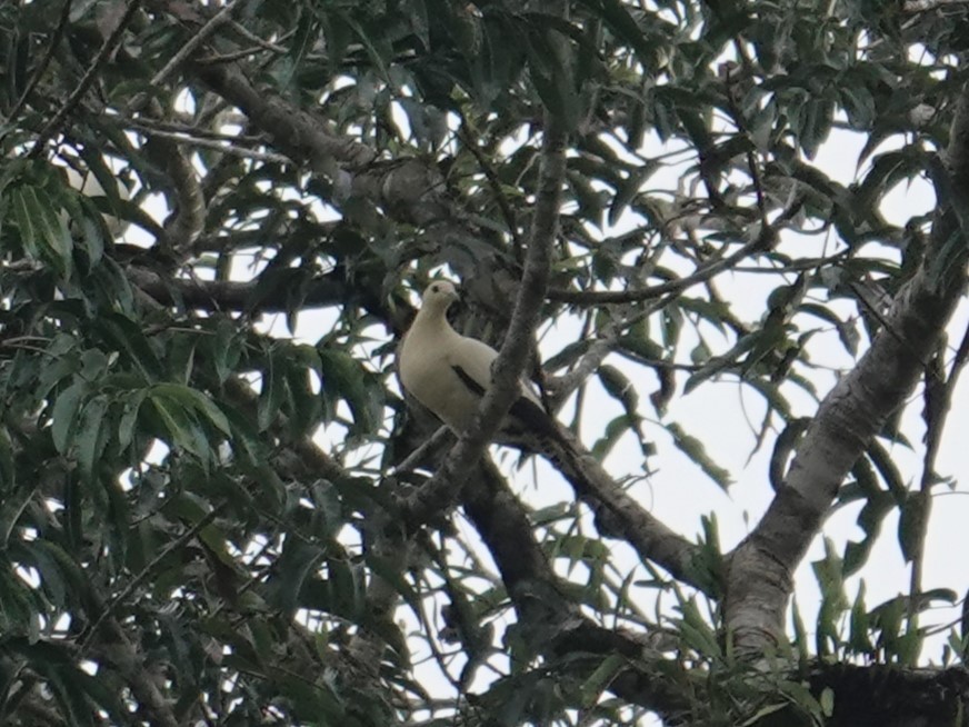 Yellowish Imperial-Pigeon - ML624778420