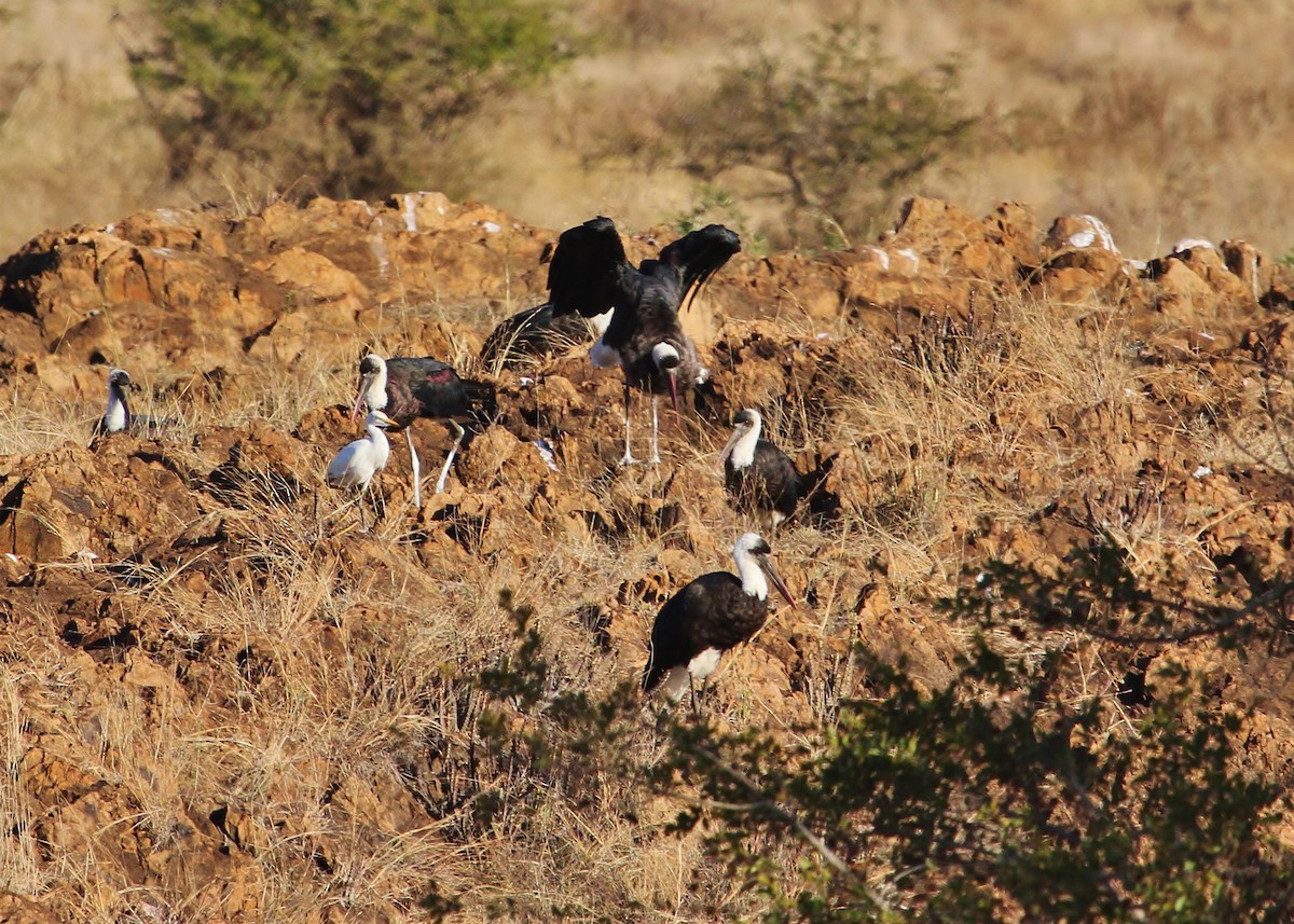 African Woolly-necked Stork - ML624778455