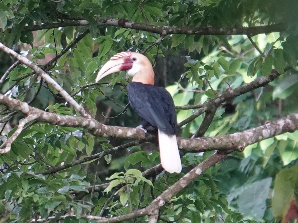 Blyth's Hornbill - ML624778562