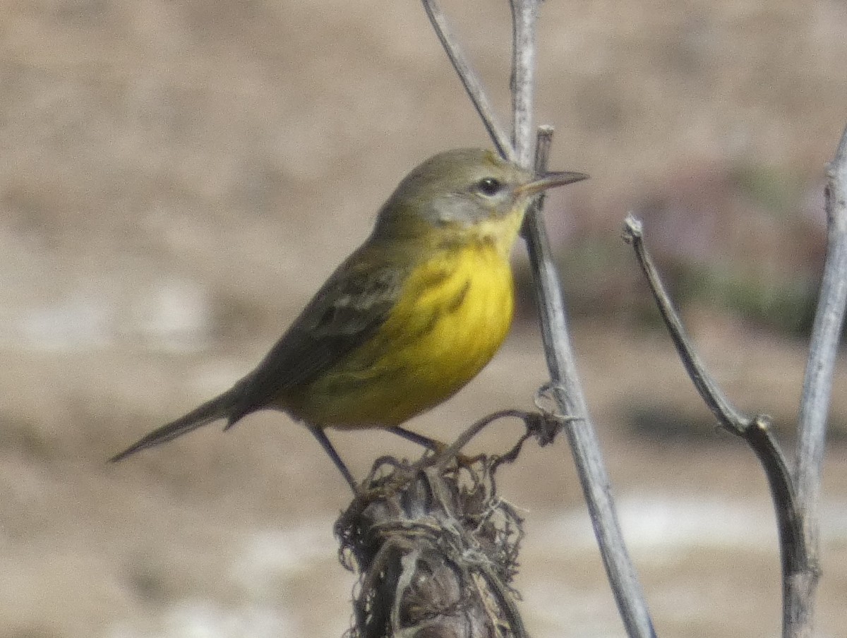 Prairie Warbler - ML624778601