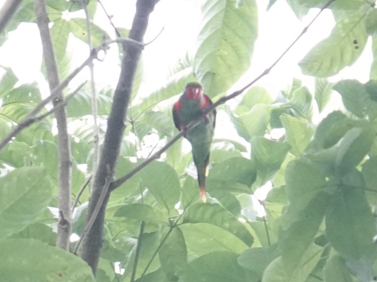 Red-flanked Lorikeet - ML624778609