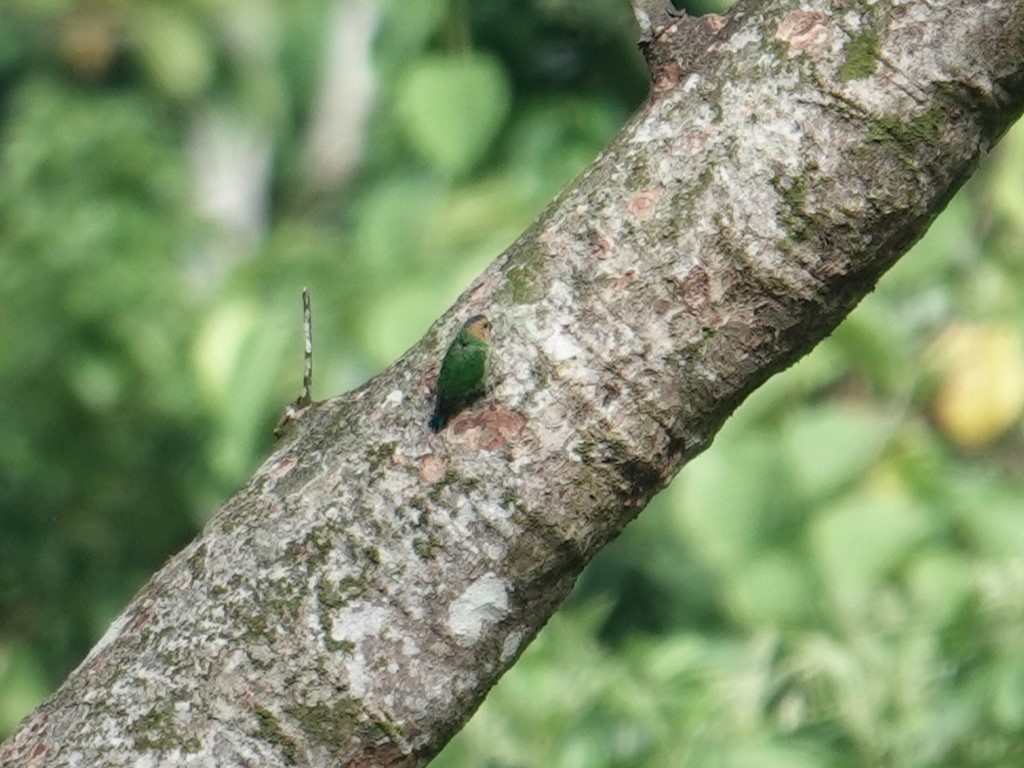 Buff-faced Pygmy-Parrot - ML624778698